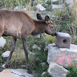 IMG_0017_sm.jpg