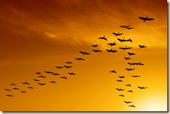 bird_v-flying