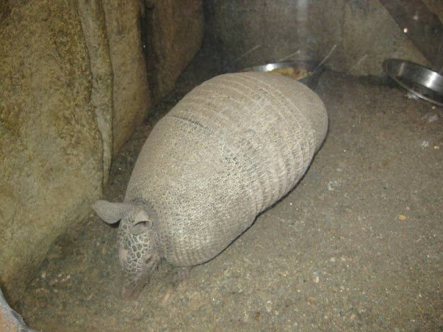 The Mammals Of Avilon Zoo Pmcorner Travel Blog