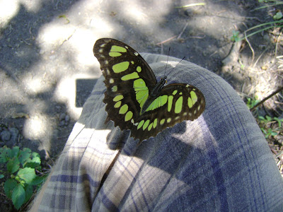 http://lh3.ggpht.com/_JhwvZZ52agw/SRDpqZ4p2FI/AAAAAAAABuc/3CeAeVGUyH8/s400/DSC00825.JPG