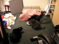 The Mob 017.jpg The Mob 017.jpg