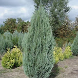 Juniperus virginiana sky rocket