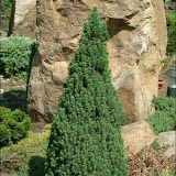 Picea glauca conica