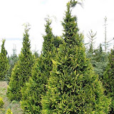 Chamaecyparis lawsoniana alumii