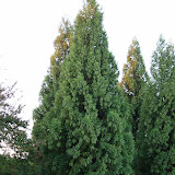 Cryptomeria japonica