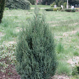 Juniperus chinensis stricta
