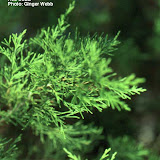 Juniperus virginiana
