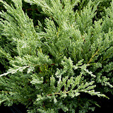 Juniperus horizontalis plumosa