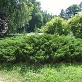 Juniperus sabina