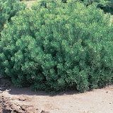 Pinus mugo