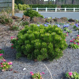 Pinus mugo pumilio