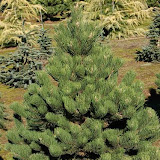 Pinus nigra