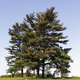 Pinus strobus
