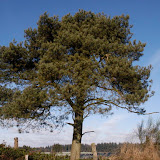 Pinus sylvestris