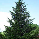 Pseudotsuga douglasii