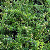 Lonicera macrophylla