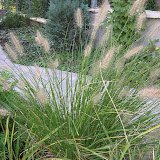 Pennisetum alopecuroides