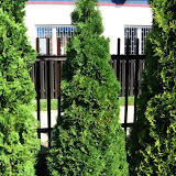 Thuja occidentalis holmstrup