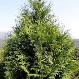 Thuja plicata