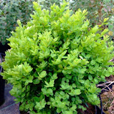 Buxus sempervirens Suffruticosa