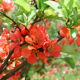 Chaenomeles japonica