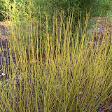 Cornus stolonifera Flaviramea