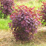 Cotinus coggygria Royal Purple