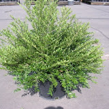 Lonicera nitida
