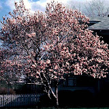 Magnolia soulangeana
