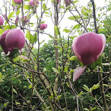 Magnolia soulangeana Lennei
