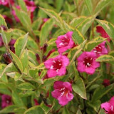 Weigela Bristol Ruby