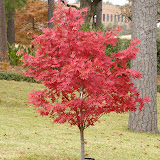 Acer palmatum Atropurpureum