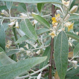 Eleagnus angustifolia