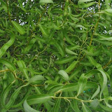 Salix matsudana Tortuosa
