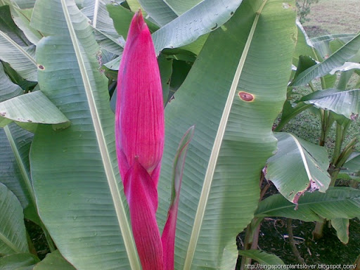lotus banana