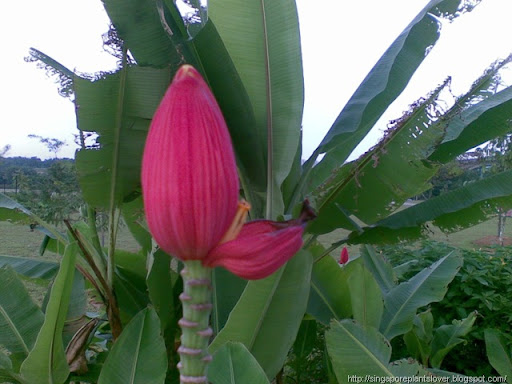 lotus banana