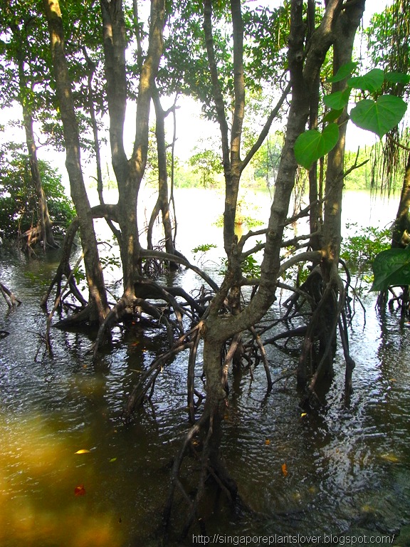 Lovely Trees At Sungei Buloh Wetland Reserve