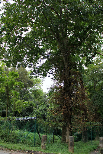 couroupita guianensis tree