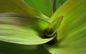 Foliage and Structure