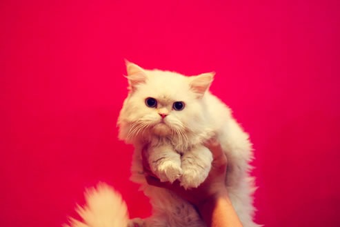 [damn cute cat[3].jpg]