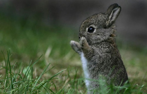 [damn cute rabbit[3].jpg]