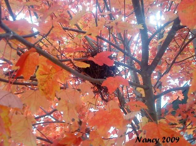 [redleaves4.jpg]