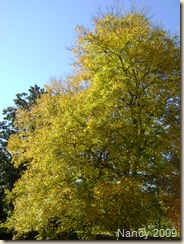 November 2009 005