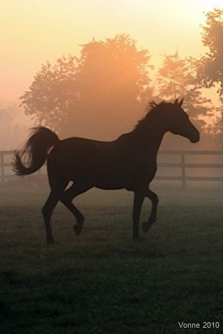 [vonne horse[7].jpg]