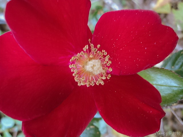 [rose[10].jpg]