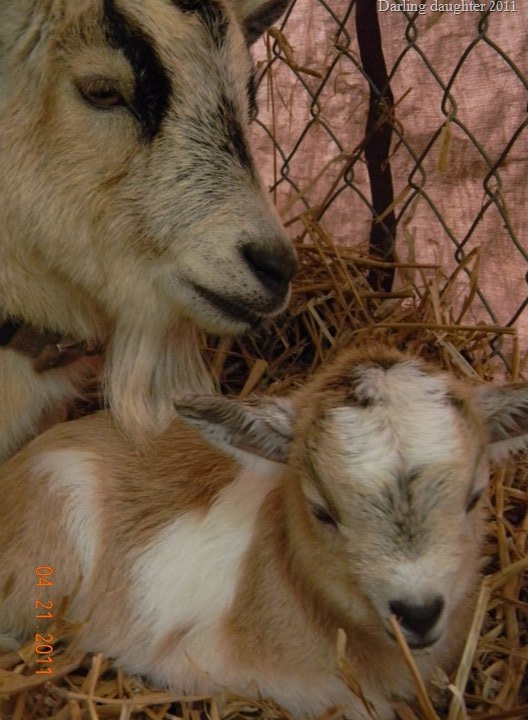 [cotton & baby[6].jpg]