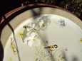 DSC02879 DSC02879