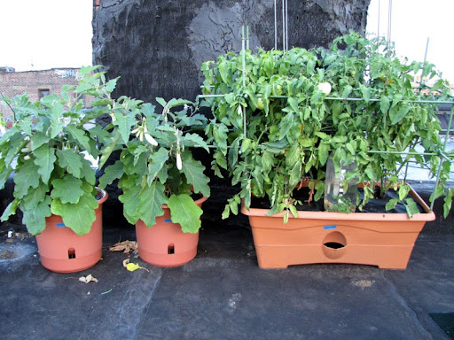 Bushwick Rooftop Container Gardening Vegetables