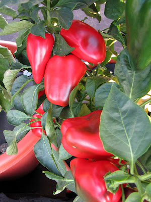 Rooftop Container Garden Sweet Pepper