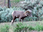 Bighorn sheep at Sunnyside